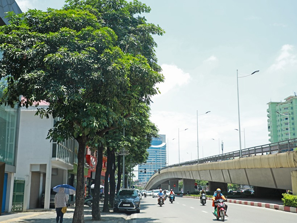 Ngỡ ngàng mùi hoa sữa trái mùa giữa lòng Hà Nội