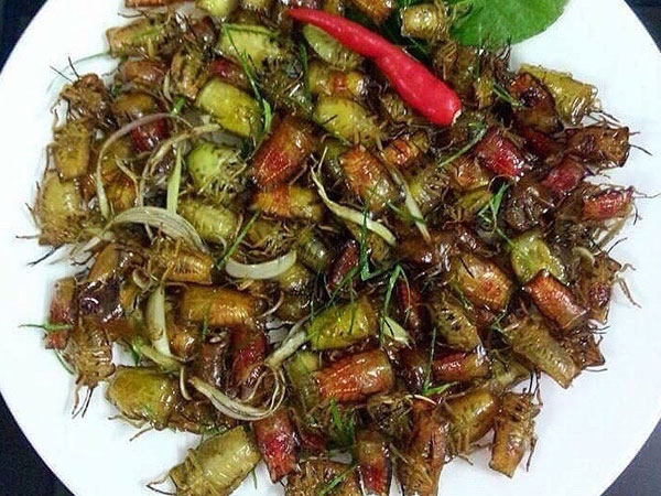 Bọ xít non mùi hôi đáng sợ: Đắt hơn bò Mỹ, rang ăn cả cân