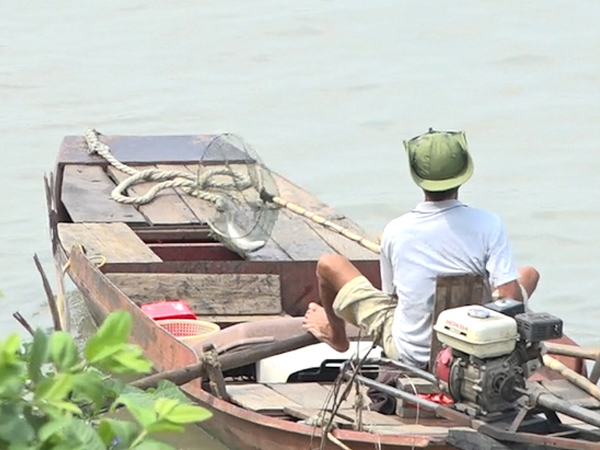 Video: Chích điện bắt lại cá phóng sinh ở chùa Bồ Đề