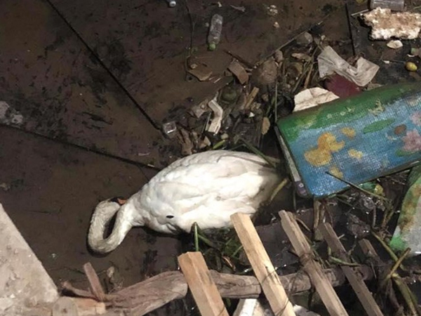 Hải Phòng: Thiên nga trắng dưới sông Tam Bạc vùng vẫy rồi gục giữa bãi rác khiến nhiều người xót xa và phẫn nộ