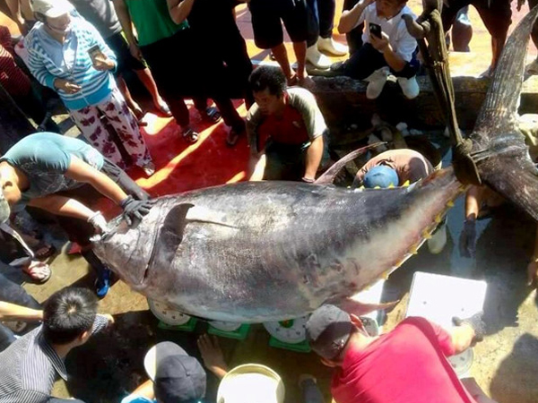 Ngư dân câu được cá ngừ vây vàng nặng 386 kg ở Trường Sa