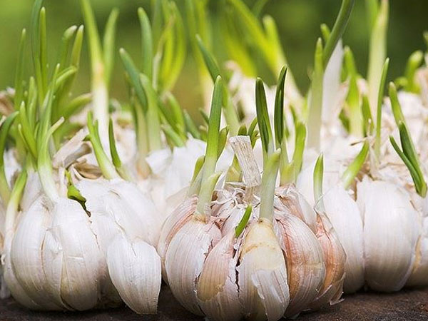 Tỏi mọc mầm: 'Thần dược' cho sức khoẻ hay thuốc độc?