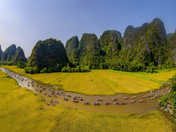 Ngắm mùa vàng Tam Cốc đẹp lung linh giữa trời non nước