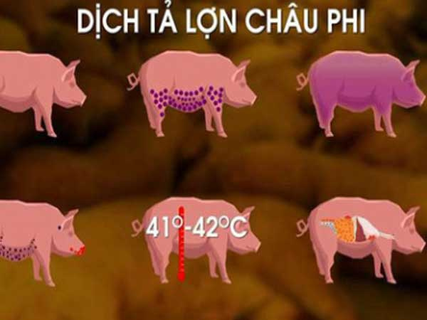 Dịch tả lợn châu Phi hoành hành: Tất cả thông tin cần biết và cách chọn, chế biến thịt an toàn khi đang có dịch