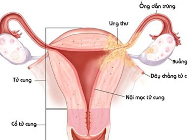 Khám phá bí mật bộ máy sinh sản của phụ nữ