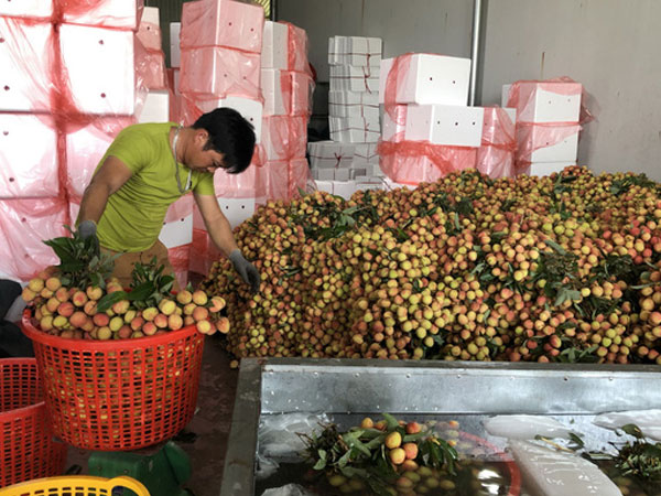 Thương nhân Trung Quốc sang Bắc Giang thu gom vải thiều