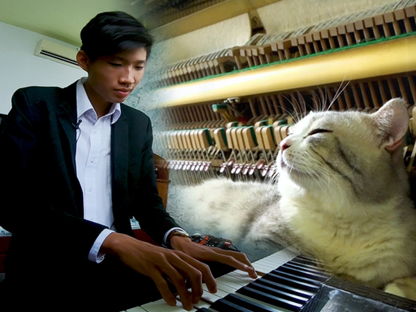 Video: Nghệ sĩ 19 tuổi massage cho mèo bằng đàn piano ở Sài Gòn