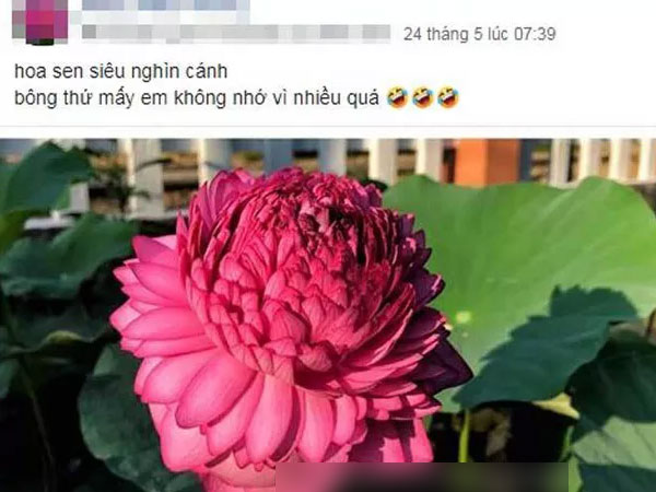 Xôn xao bông sen 1.000 cánh: Dân chơi phát sốt, lùng khắp Việt Nam
