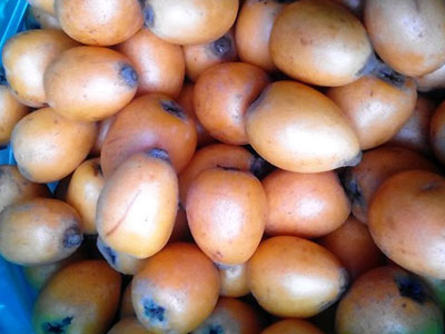 Quả tỳ bà: Đặc sản Lào Cai về Hà Nội giá 85.000 đồng/kg