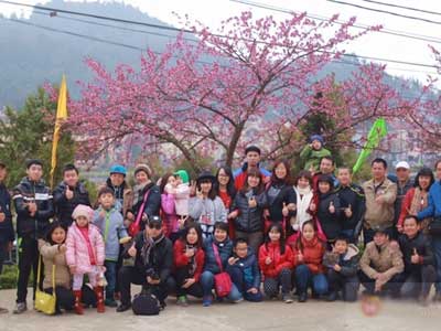 Người dân nô nức chụp ảnh bên hoa anh đào nở rộ ở Sa Pa