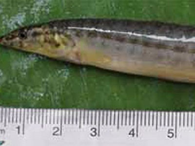 Lươn dài hơn 16 cm kẹt trong cổ họng