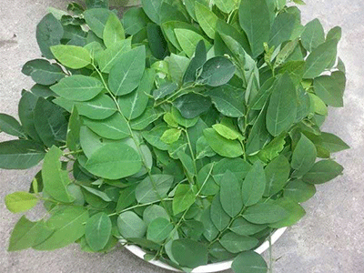 Làm đẹp và giảm cân từ rau ngót