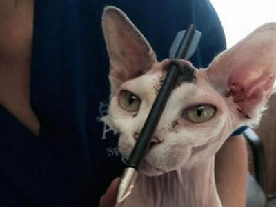 Mèo vẫn sống dù mũi tên xuyên qua đầu