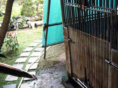 Cánh tay bé trai ở Sài Gòn bị gấu cắn nát không thể nối lại