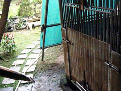 Con gấu nặng 100 kg cắn đứt cánh tay bé 3 tuổi ở Sài Gòn