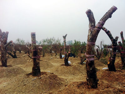 Chưa ăn Tết 2015 đã săn đào rừng cho 2016
