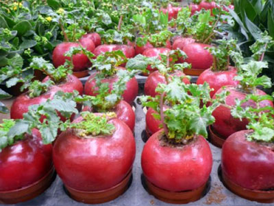 Những loại cây, quả hút tài lộc ngày Tết