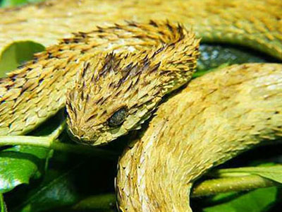 Những loài rắn vừa độc, vừa xấu xí nhất thế giới