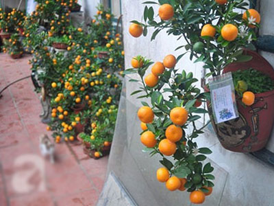 Quất tí hon giá tiền triệu "cháy" hàng ở Hà Nội