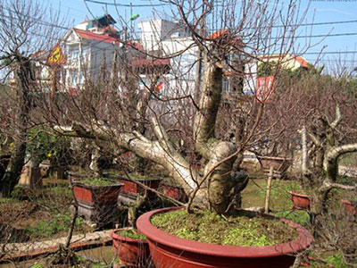 Soi giá đào thế Nhật Tân chơi Tết Nguyên đán 2015