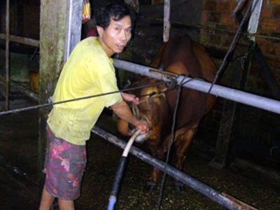 Bơm nước giếng khoan vào bụng bò "phù phép" gầy thành béo
