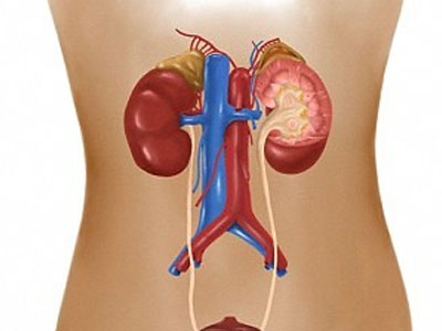 Bé sơ sinh hiến tạng để cứu sống hai mạng người