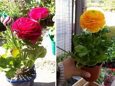 Cây độc chưng Tết: Mao lương nhập ngoại trồng trong chậu