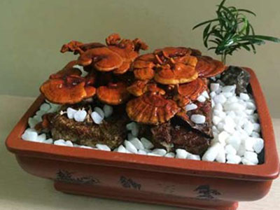 Nấm linh chi bonsai giá bạc triệu: Hàng “độc” chơi Tết