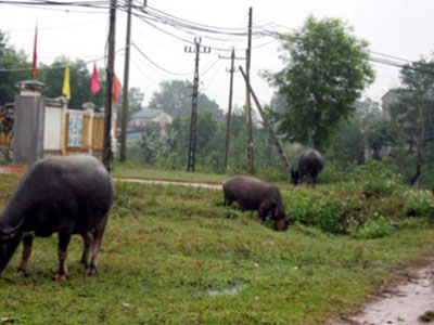 Băng nhóm 9X mang 2 xe tải đi trộm 29 con trâu