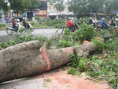 Hà Nội chặt sạch cổ thụ dọc tuyến đường sắt trên cao