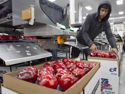 Việt Nam đã nhập khẩu trên 1.200 tấn táo từ Mỹ