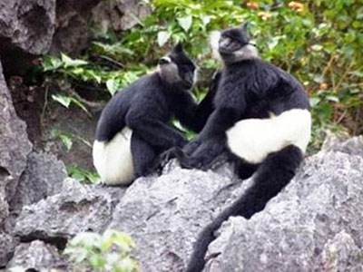 Phát hiện hàng chục cá thể Voọc Hà Tĩnh ở khu vực núi đá vôi