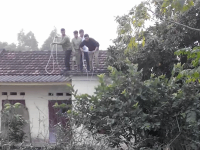Trâu chuẩn bị giết thịt nổi điên, húc người gãy chân