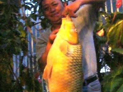Đi chơi câu được cá chép vàng "khủng" nặng hơn 10kg