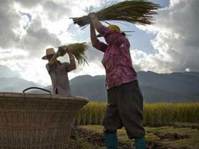 Khiếp hàng trong nước, dân TQ lùng mua gạo ngoại