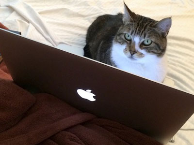 Mèo sử dụng MacBook thành thạo như người