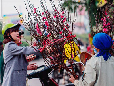 Ảnh: Hà Nội rực rỡ sắc xuân khi hoa đào sớm xuống phố