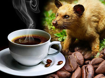Những câu chuyện "điên rồ" nhất về cà phê