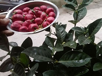Cây cảnh gắn bằng nhựa, đinh tái xuất dịp gần Tết