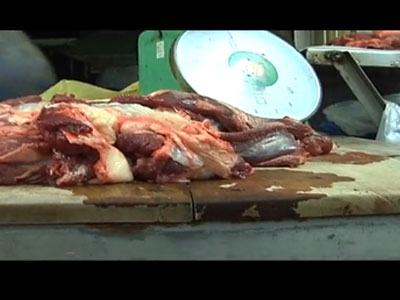 Clip: Tàn nhẫn cảnh bơm nước tăng trọng cho bò