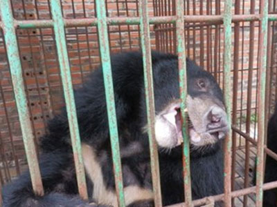 BÁO ĐỘNG: Gấu nuôi hết thời, bị bỏ đói đến chết