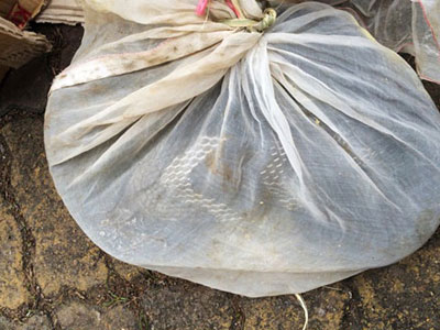 Phát hiện rắn hổ chúa 3 kg trong cốp xe khách