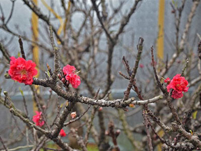 Bỏ cả "núi tiền" thuê đào thất thốn chơi Tết