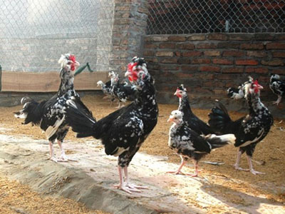 Mốt chơi thú "độc" của dân chơi ngày Tết