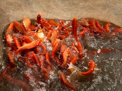 Clip: Cá chép đỏ được mùa, giá tăng hơn 50.000 đồng/kg