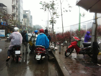 Hà Nội: Đào, quất ủ rũ… đội mưa đợi khách