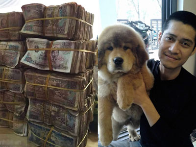Hà Nội: Đem bao tải 30 triệu đồng tiền lẻ đi mua chó ngao Tạng