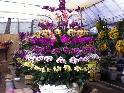 70 triệu đồng một chậu lan hồ điệp 9 tầng