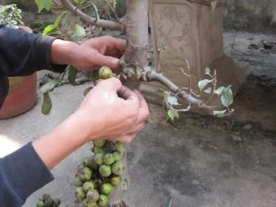 Tiền mất bực mang vì "cây cảnh 502" hoành hành