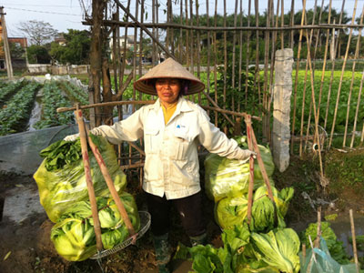 Rau rẻ như bèo, nông dân "bỗng dưng muốn khóc"